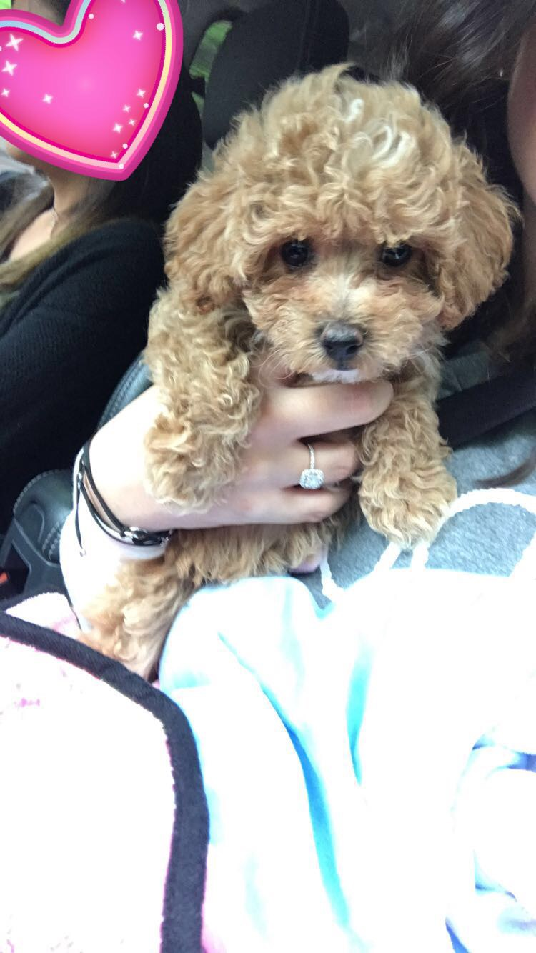 Best Maltipoo Baby