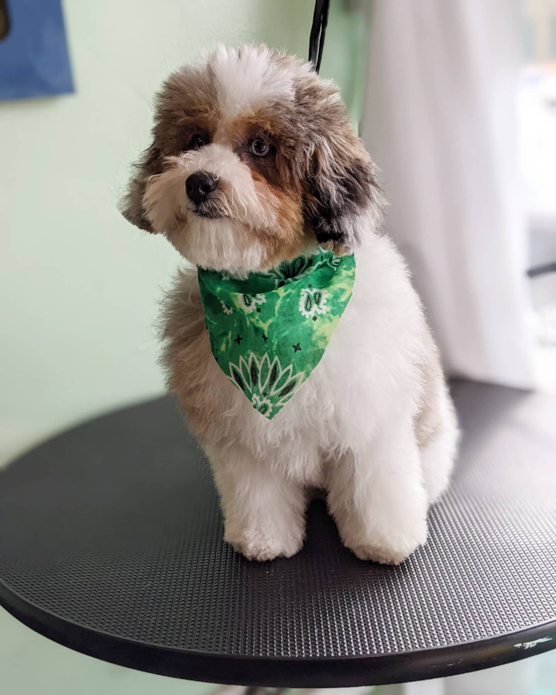 Playful Shihpoo Poodle Mix Pup