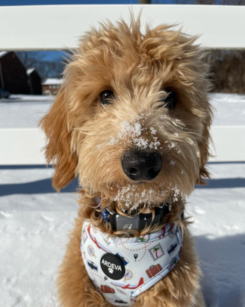 Popular Mini Goldendoodle Poodle Mix Pup