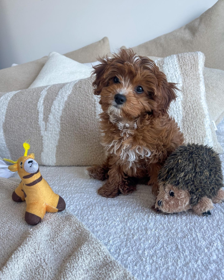 Friendly Cavapoo Pup