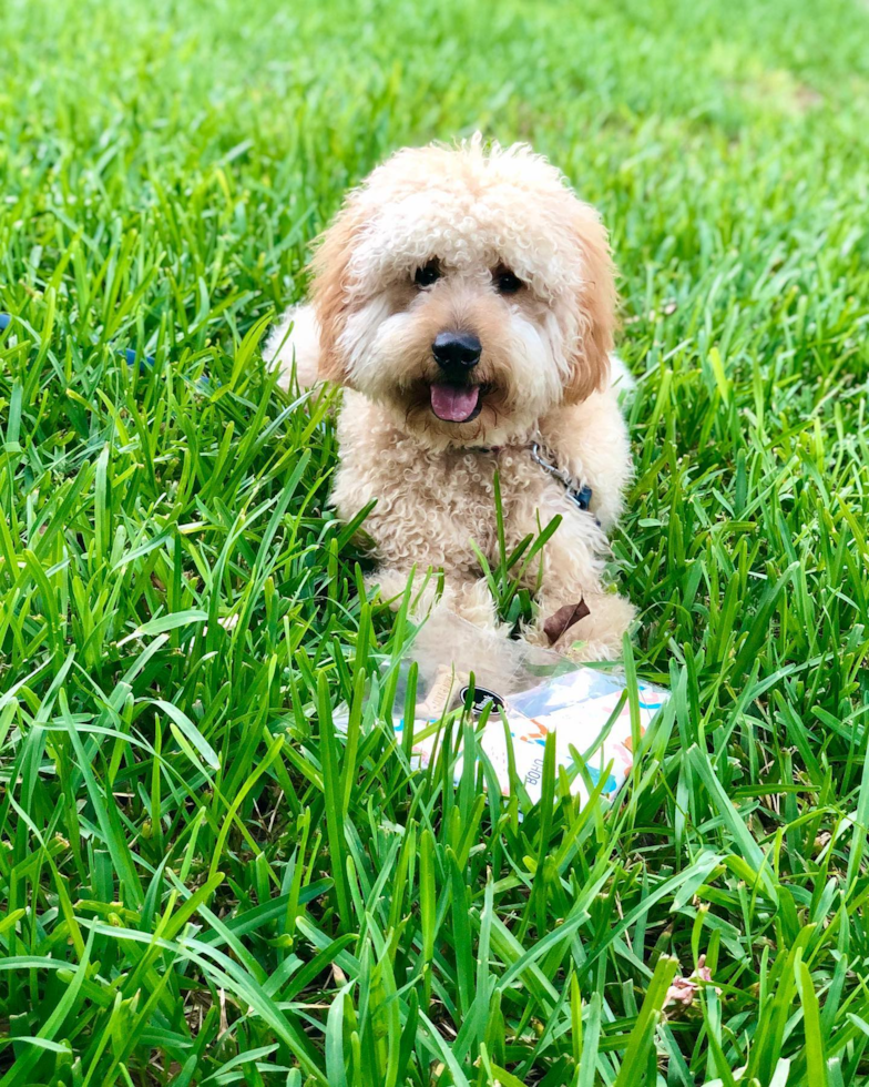 Mini Goldendoodle Being Cute