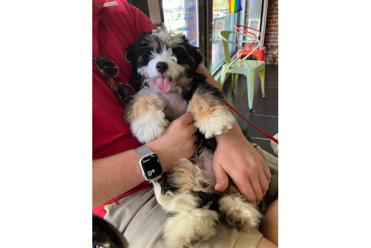 Little Bernadoodle Poodle Mix Puppy