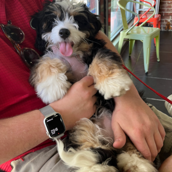 Small Mini Bernedoodle Pup in Washington DC