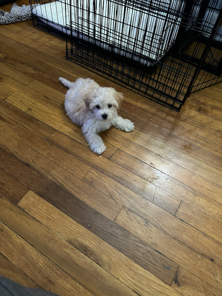 Popular Maltipoo Poodle Mix Pup