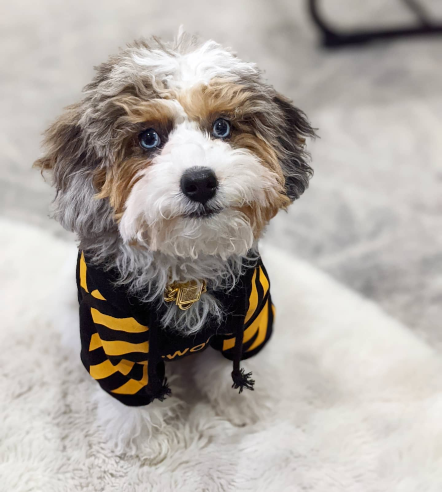 Hayward Shih Poo Pup