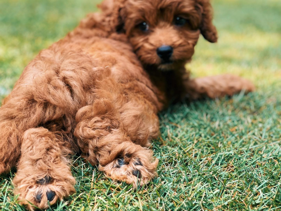 Energetic Cavoodle Poodle Mix Pup