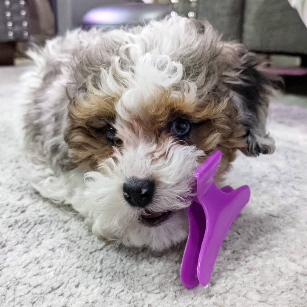 Cute Shih Poo Pup in Hayward CA