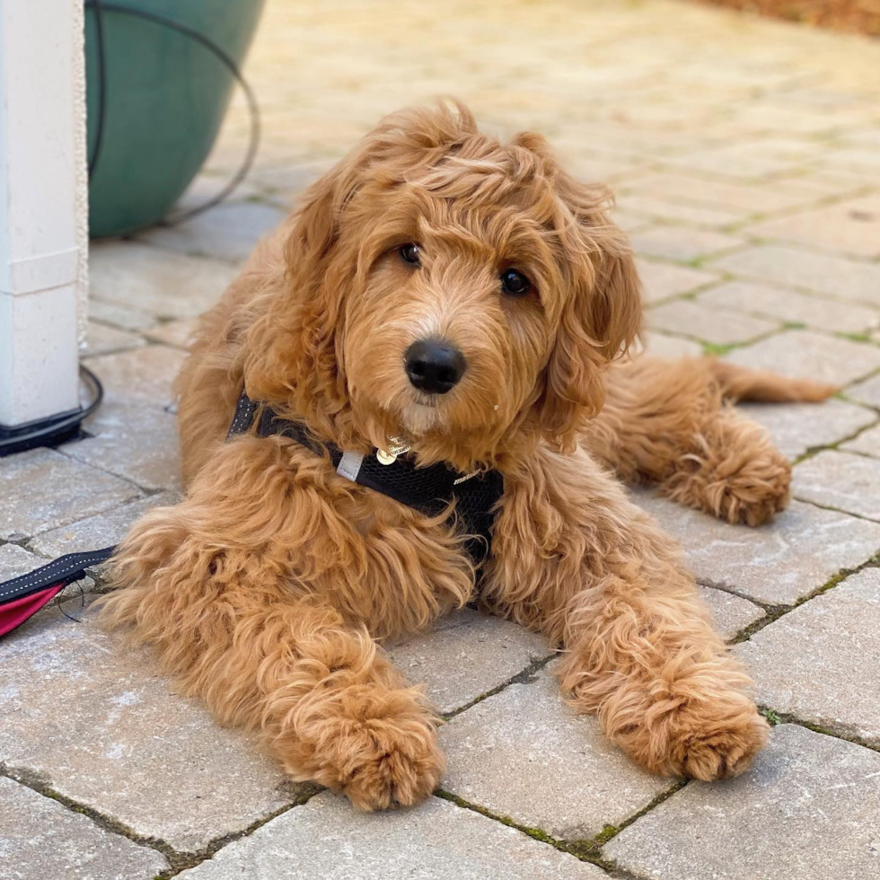 Millbrae Mini Goldendoodle Pup