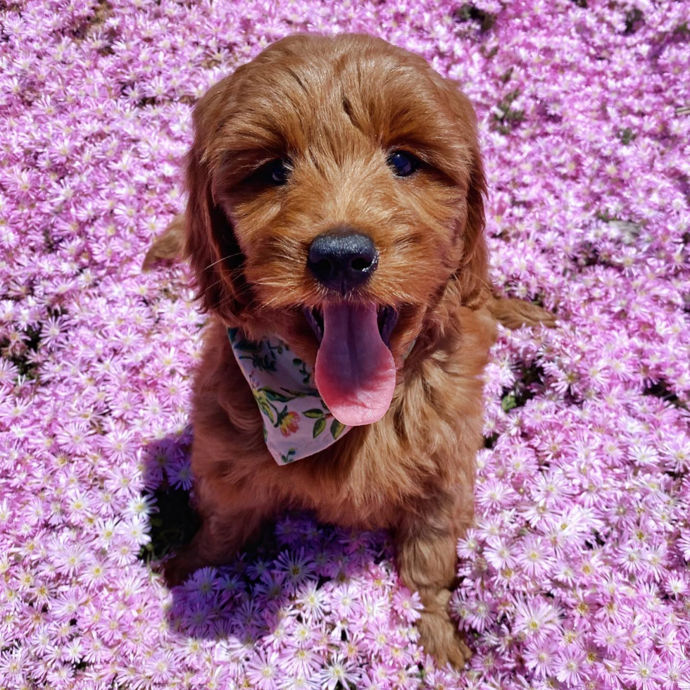 Petite Mini Goldendoodle Poodle Mix Pup