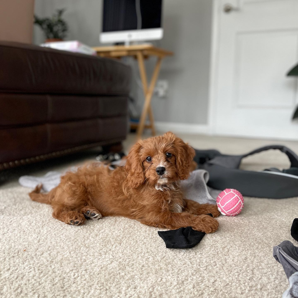 Popular Cavapoo Poodle Mix Pup