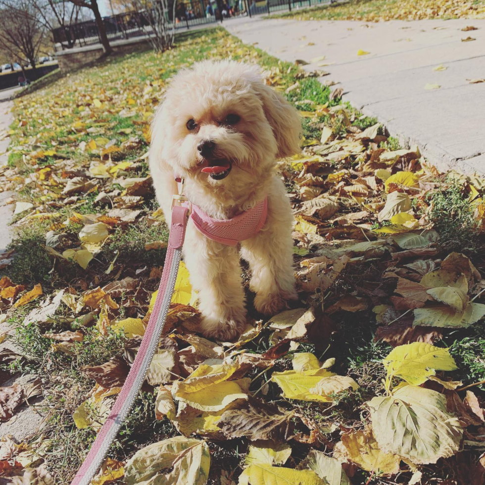 Petite Maltipoo Poodle Mix Pup