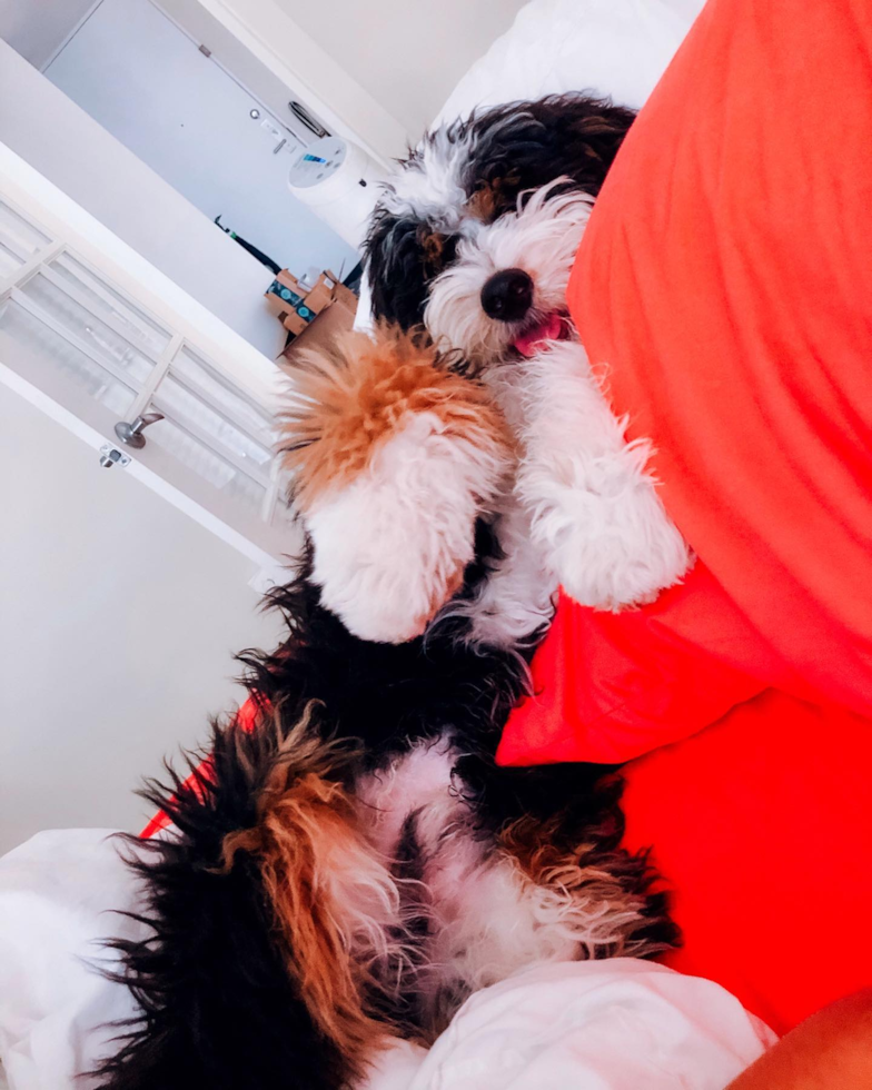 Sweet Mini Bernedoodle Pup in BLOOMFIELD HILLS MI