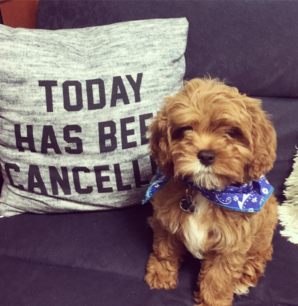 Albuquerque Cavapoo Pup