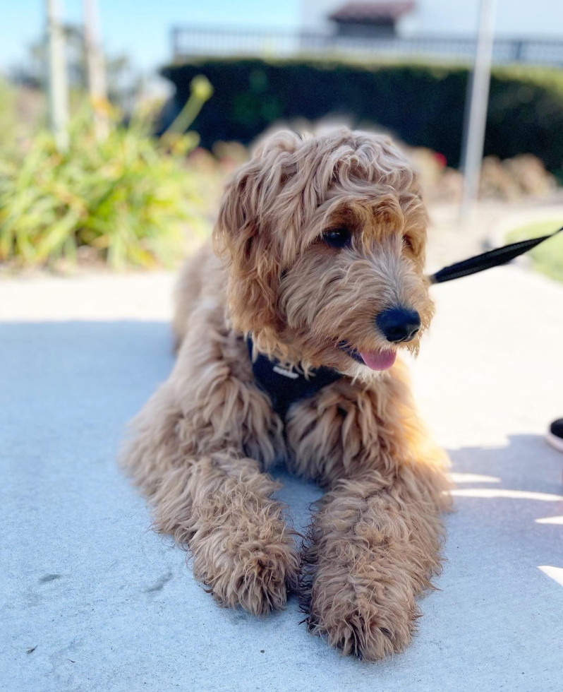 Mini Goldendoodle Being Cute