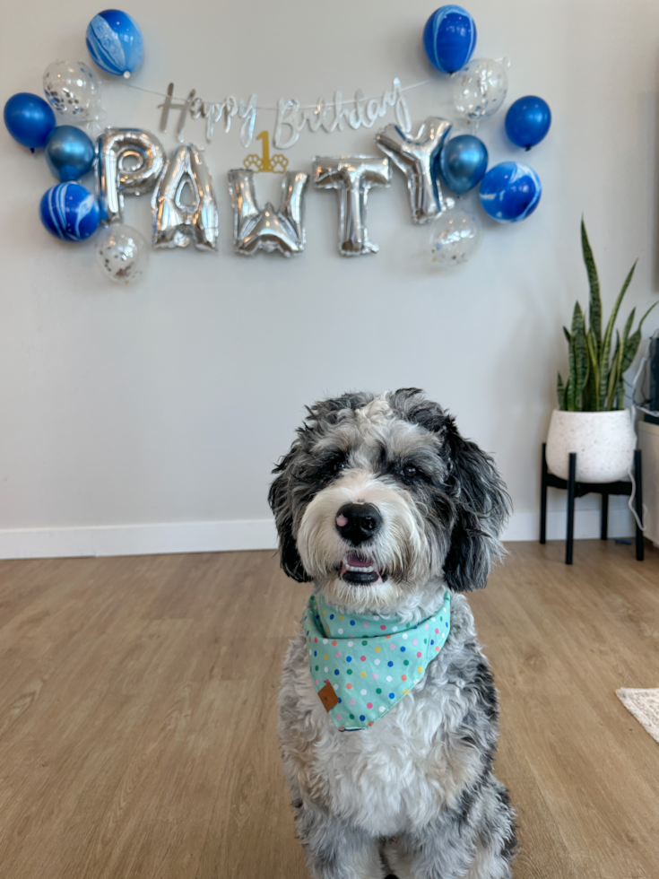 Mini Bernedoodle Being Cute