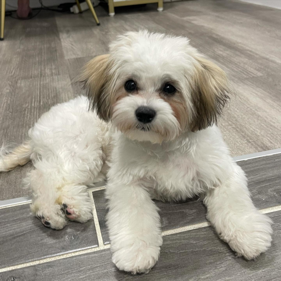 Friendly Teddy Bear Pup in Matawan NJ