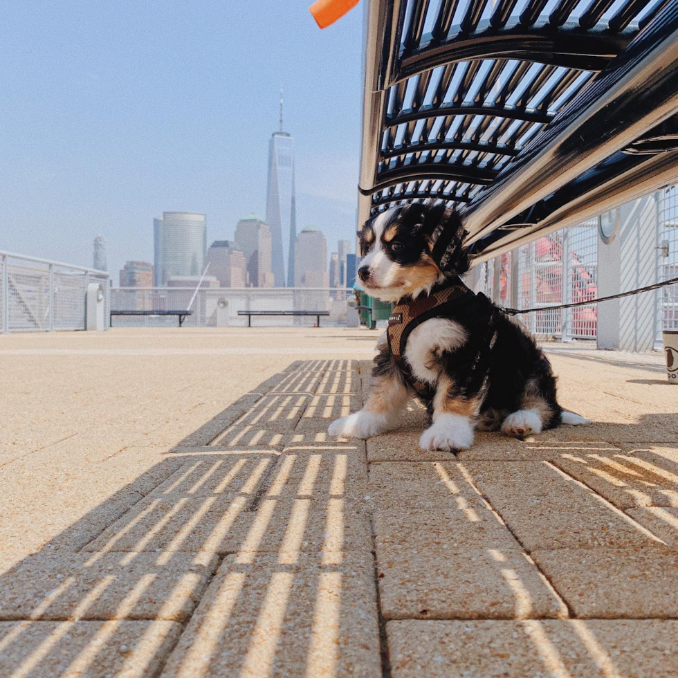 Funny Mini Bernedoodle Poodle Mix Pup