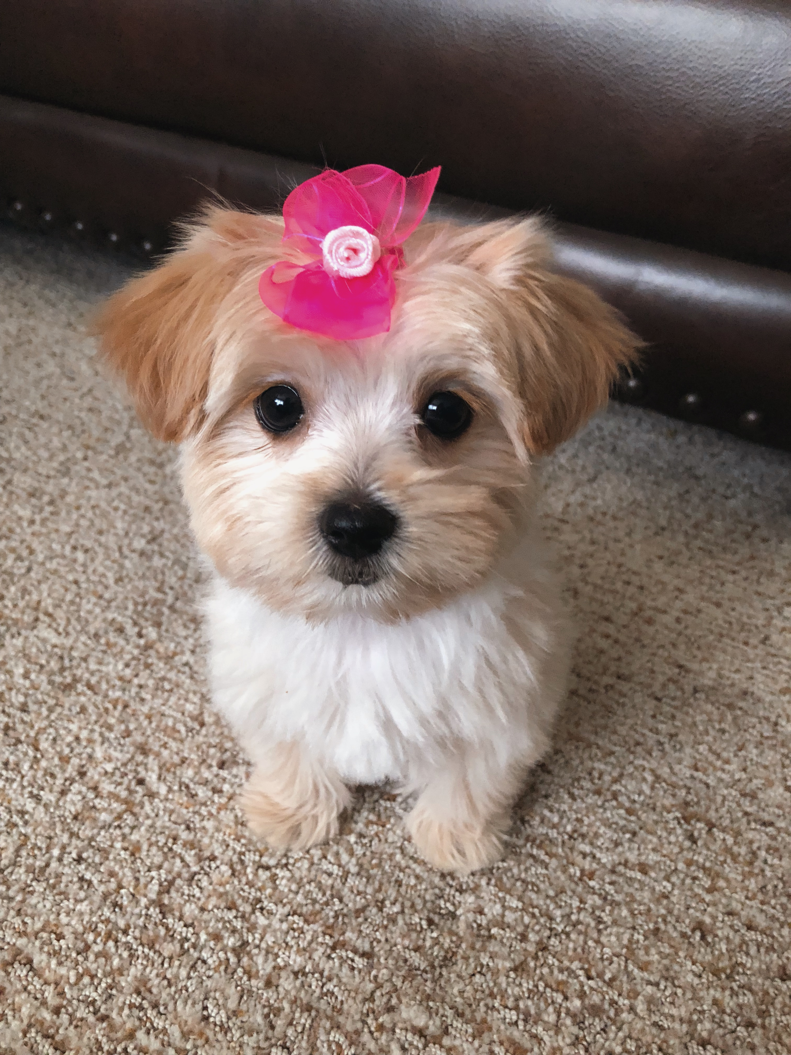 Morkie Puppy for Adoption