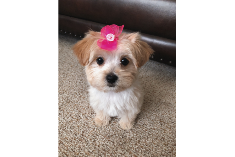 Morkie Puppy for Adoption