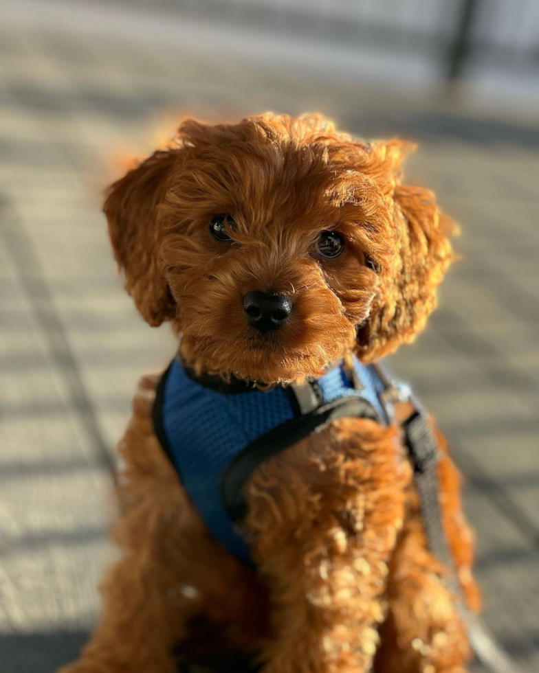 Cavapoo Being Cute