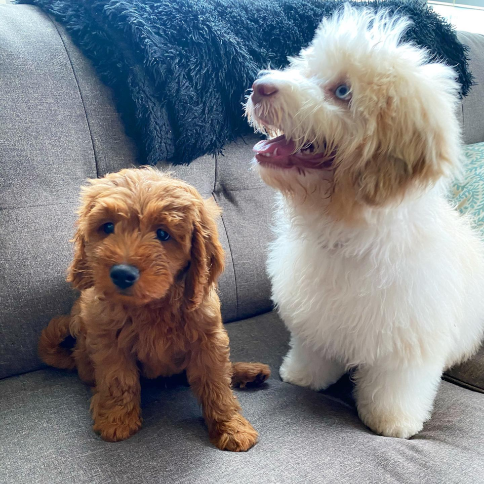 Cute Mini Goldendoodle Pup