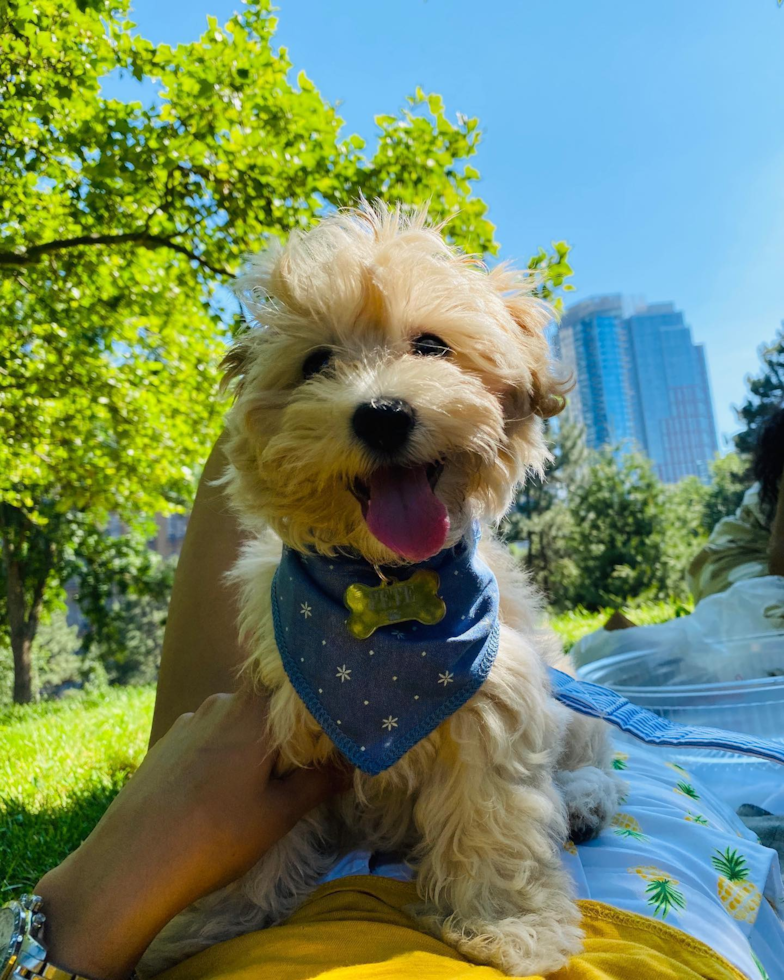 Little Maltese Poodle Poodle Mix Pup