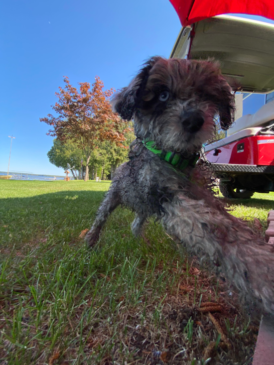 Mini Portidoodle