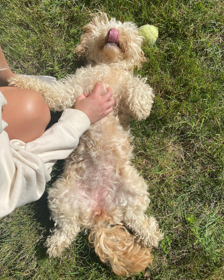 Energetic Cavoodle Poodle Mix Pup