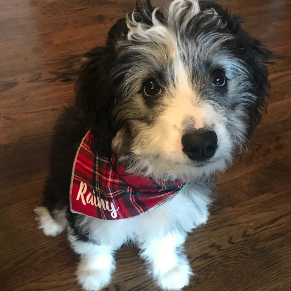 Loveland Mini Aussiedoodle Pup