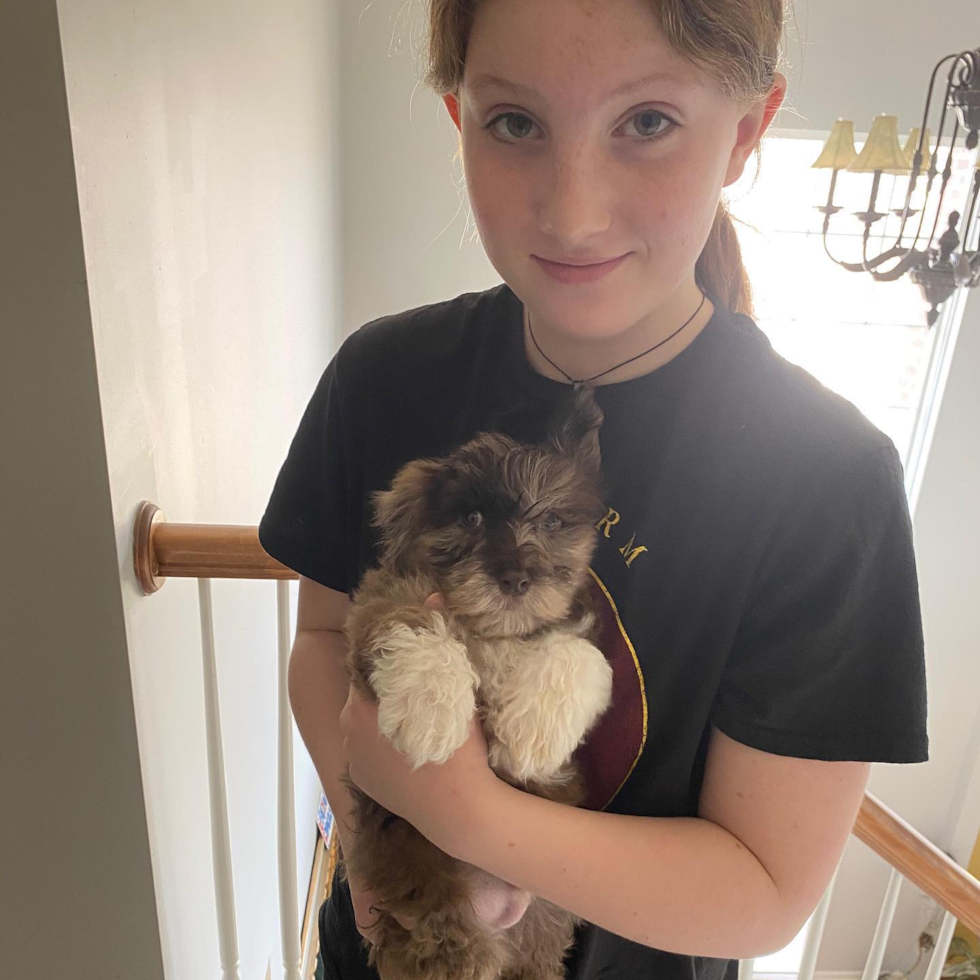 Energetic Havanese Poodle Mix Pup