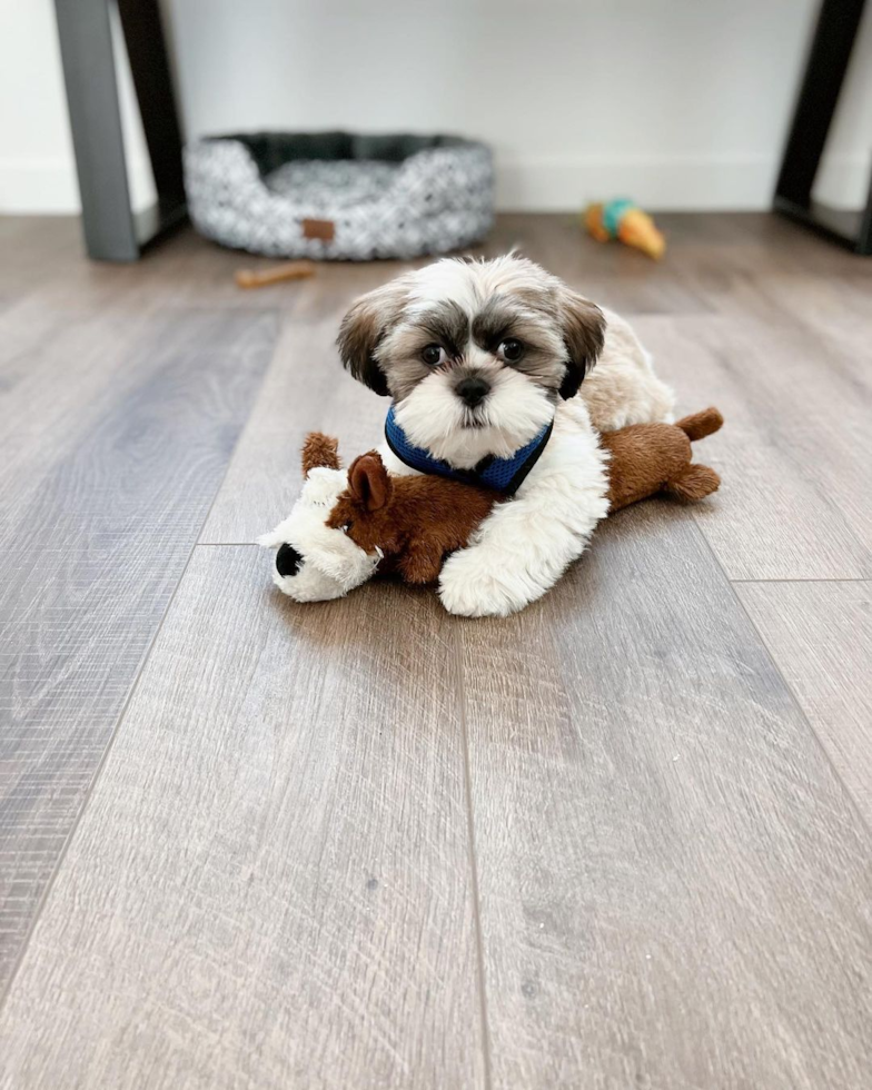 Cute Shih Tzu Pup in San Jose CA