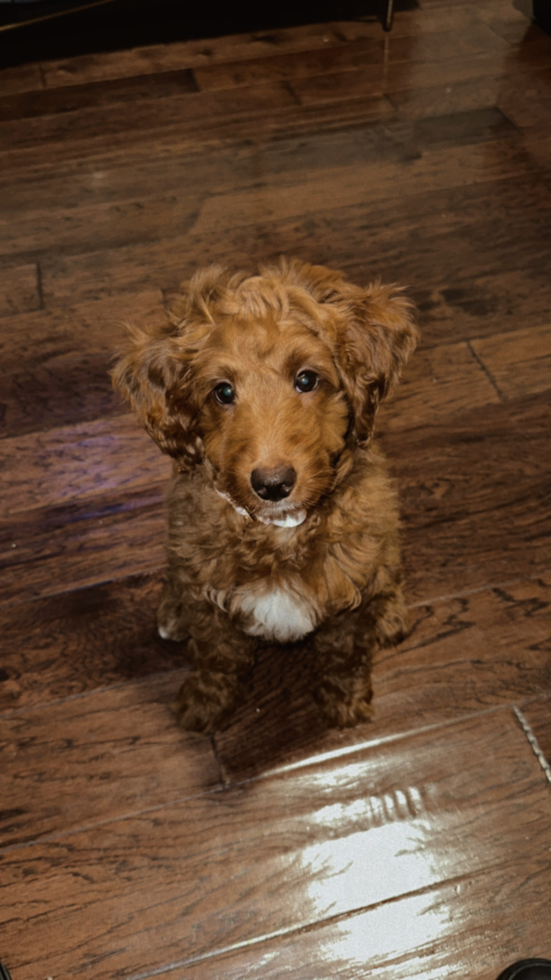 Mini Goldendoodle Being Cute