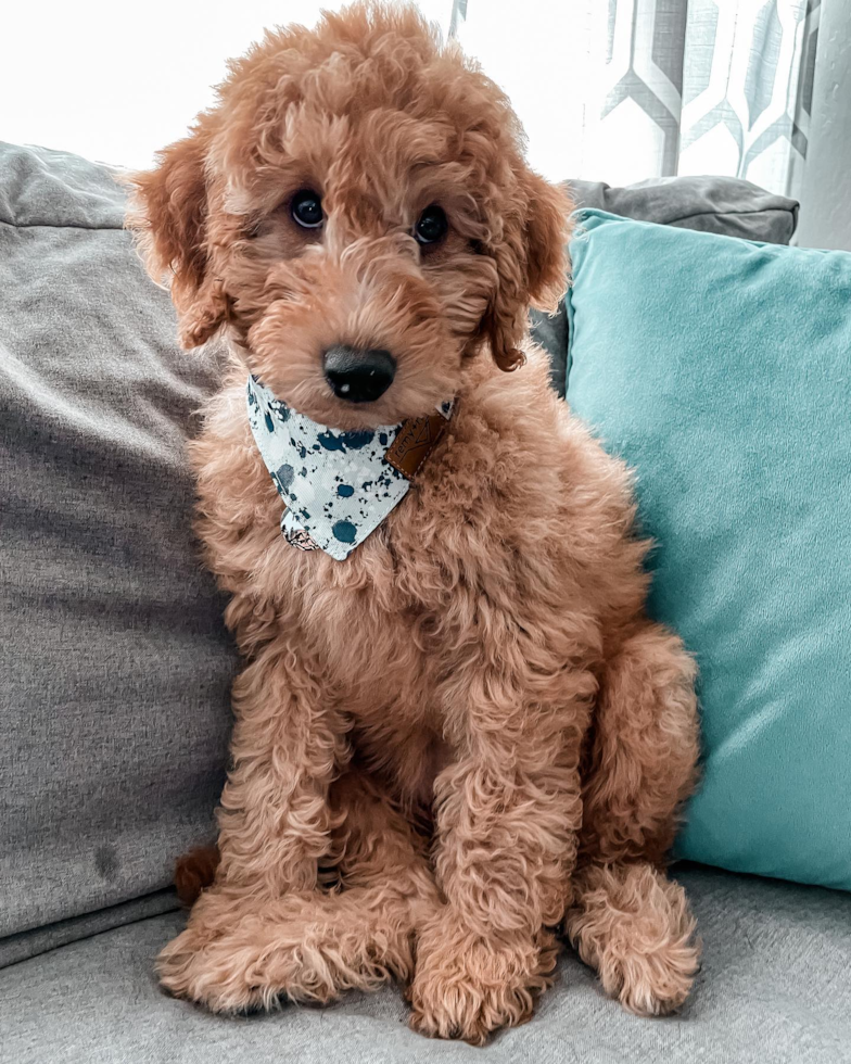 Small Mini Goldendoodle Pup