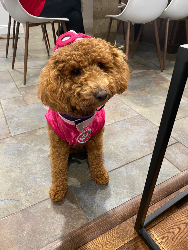 Friendly Mini Goldendoodle Pup in