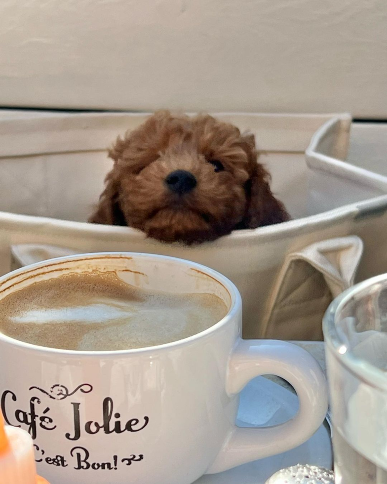 Fluffy Cavapoo Poodle Mix Pup