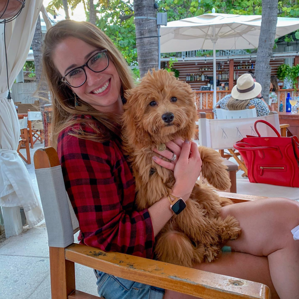 Mini Goldendoodle Being Cute