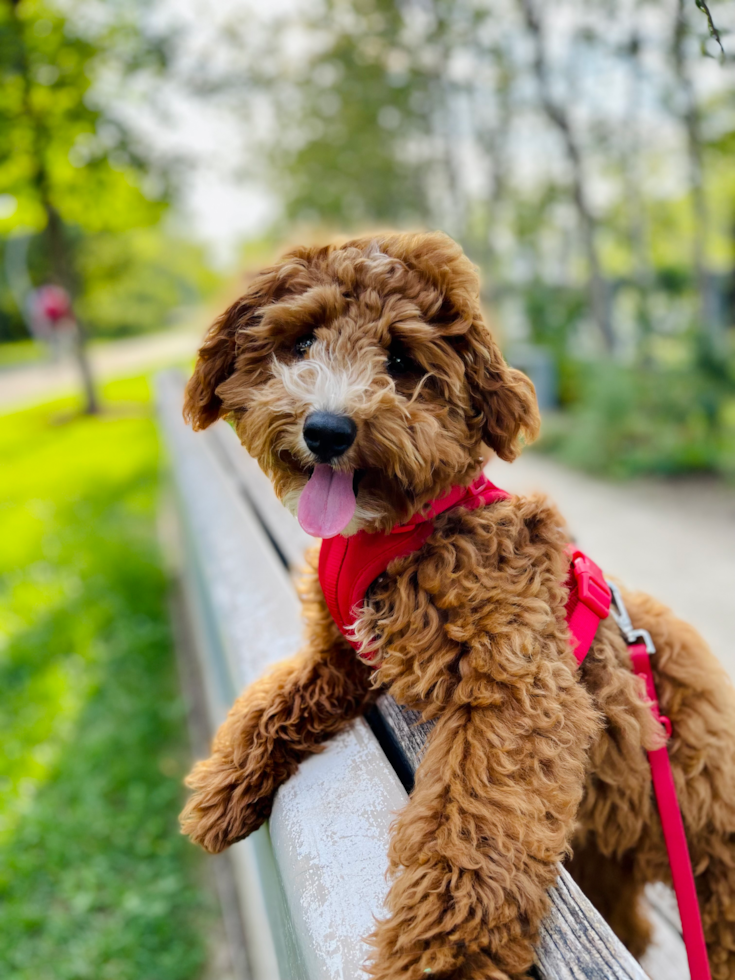 Mini Goldendoodle Pup