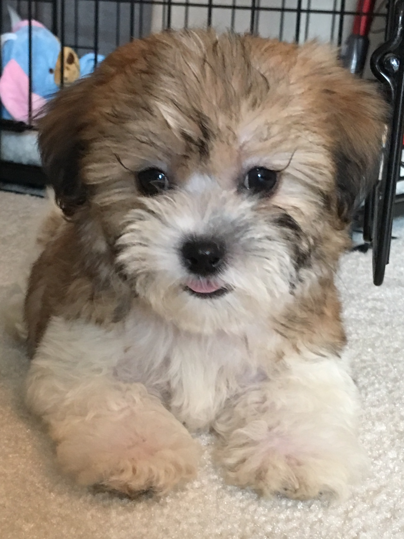 Fluffy Teddy Bear Designer Pup