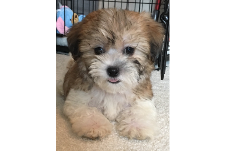 Fluffy Teddy Bear Designer Pup