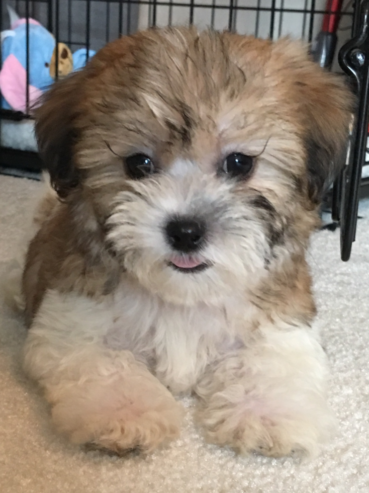 Friendly Teddy Bear Pup