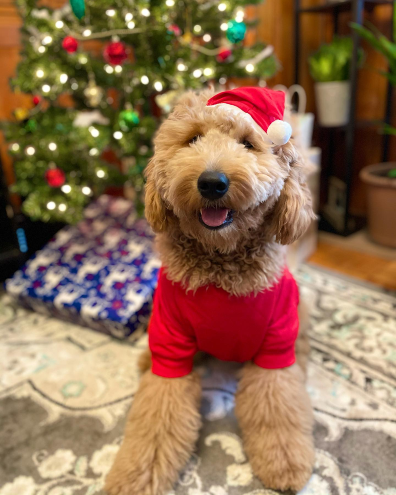 Petite Mini Goldendoodle Poodle Mix Pup