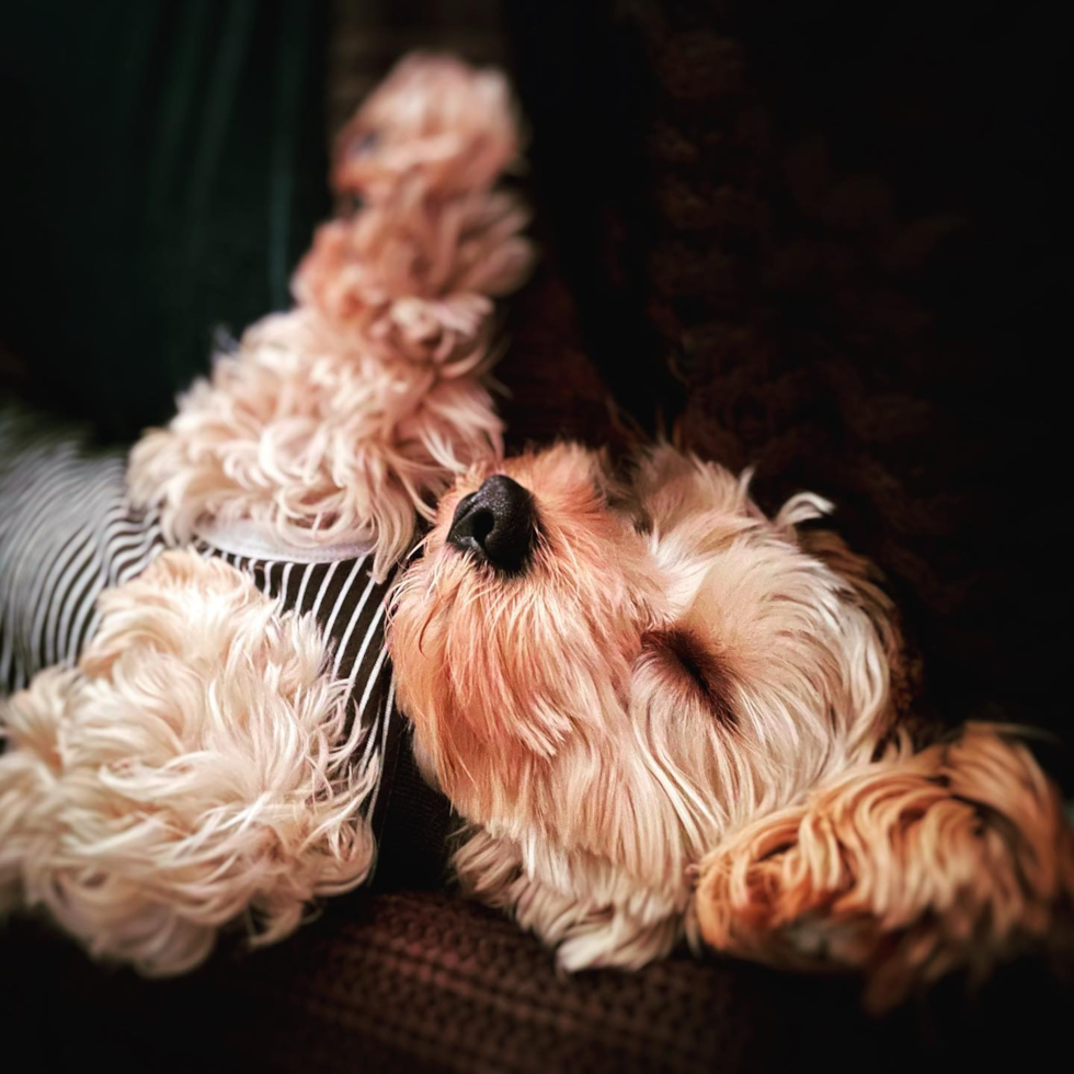 Cute Cavapoo Pup in Hermitage TN