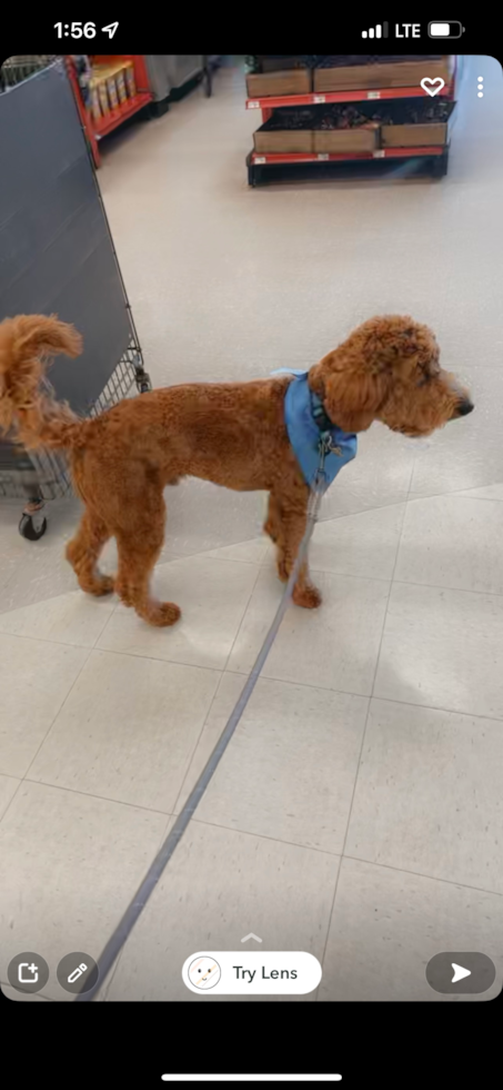 Funny Mini Goldendoodle Poodle Mix Pup