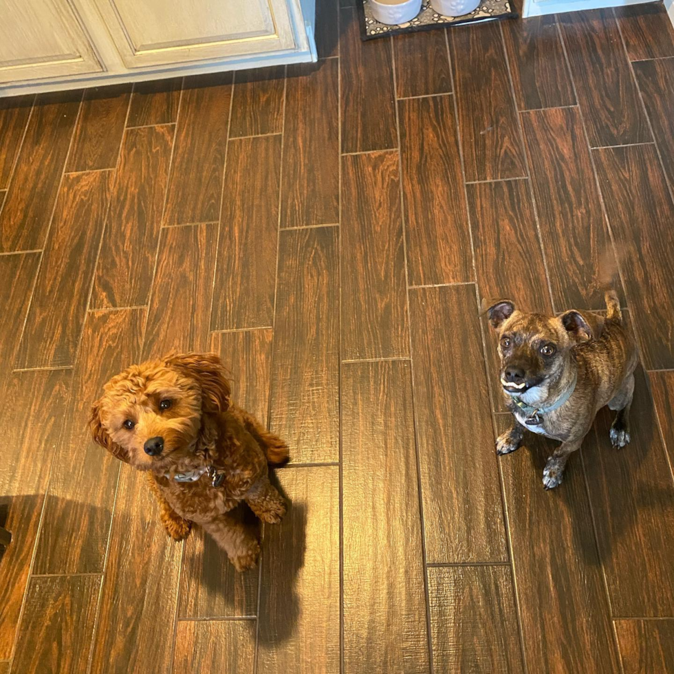 Cute Cavapoo Pup in Avondale AZ