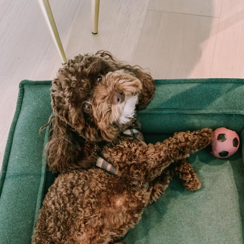 Funny Poodle Pup