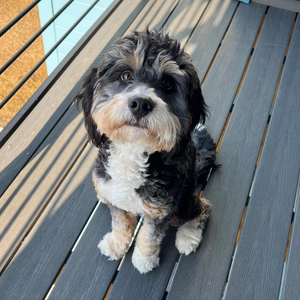 Mini Bernedoodle Being Cute