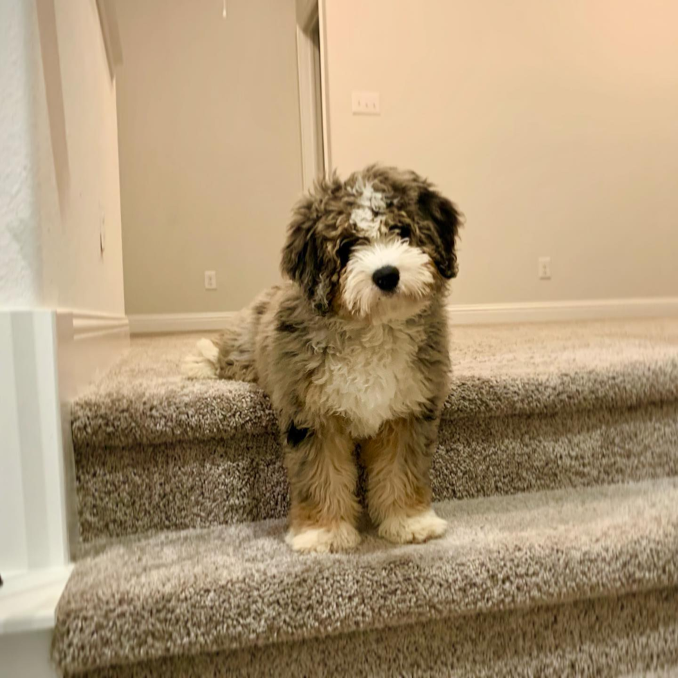 Farmers Branch Mini Bernedoodle Pup