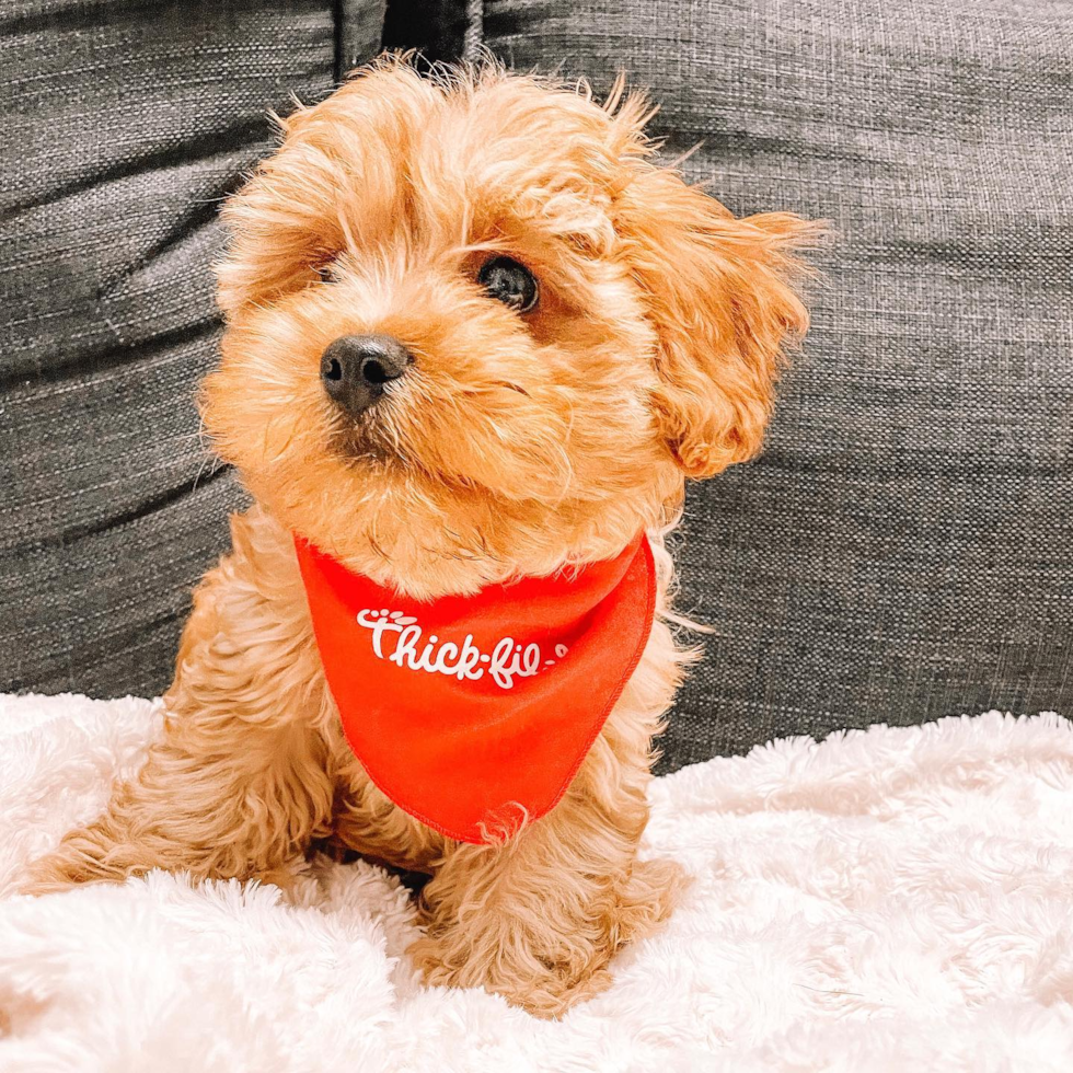 Playful Cavoodle Poodle Mix Pup