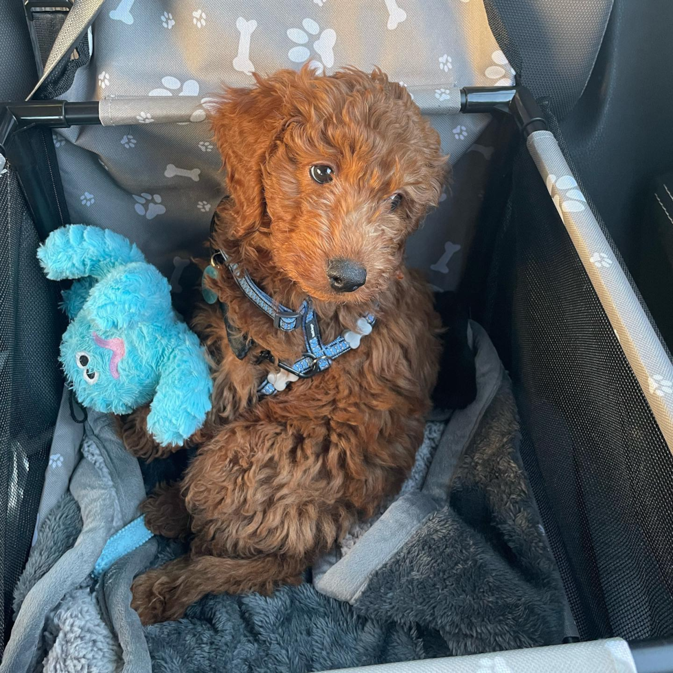 Santa Clara Mini Goldendoodle Pup