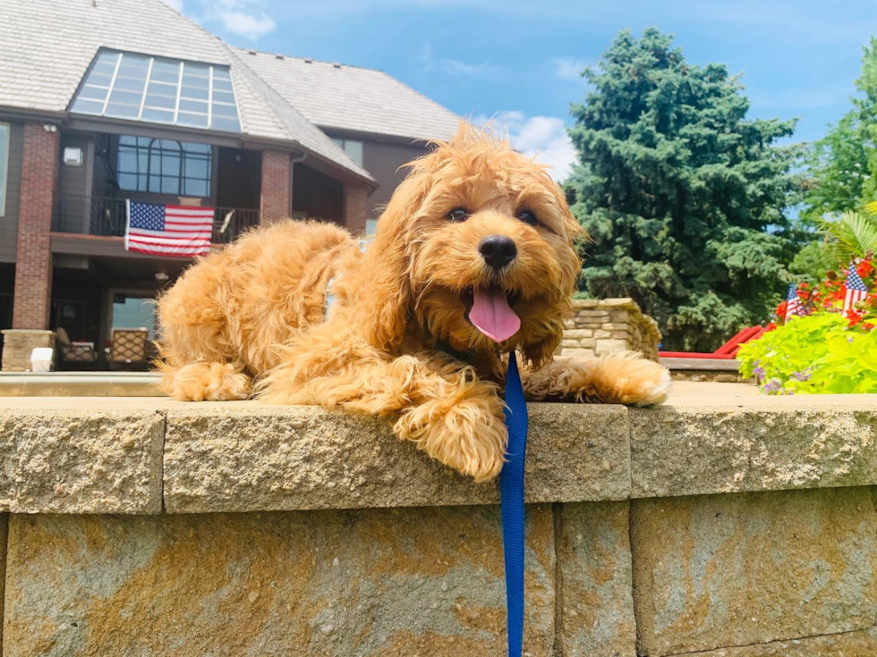 Sweet Cavapoo Pup in Decatur GA